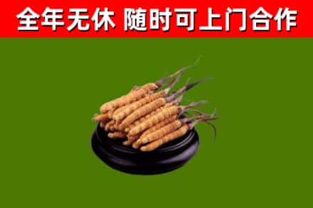 东方烟酒回收冬虫夏草.jpg